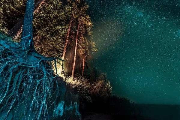 群星环绕的夜林 — 图库照片