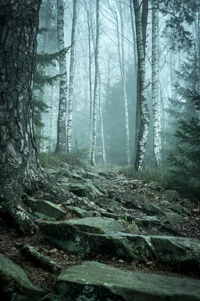 Landschap van mistig hout in bergen — Stockfoto