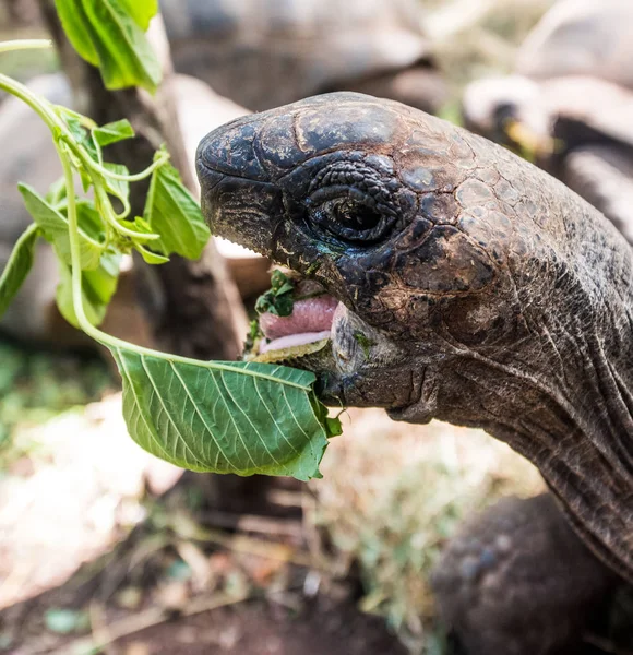 緑の植物の近くの開いた口のあるアフリカのカメ — ストック写真