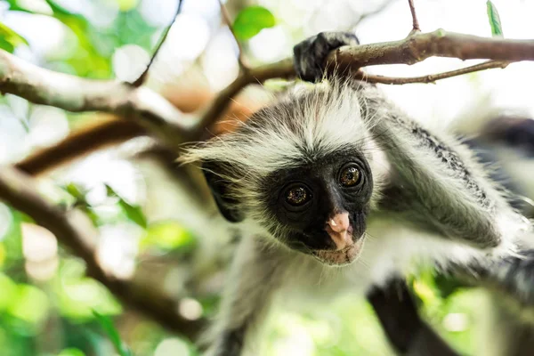 Nieuwsgierig colobus aap hangend aan een boom, Zanzibar — Stockfoto