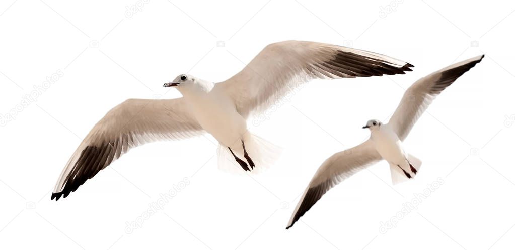 two seagulls are flying