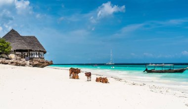picturesque landscape with cows and house on the beach, Zanzibar clipart
