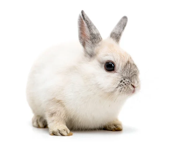 White rabbit on white — Stock Photo, Image