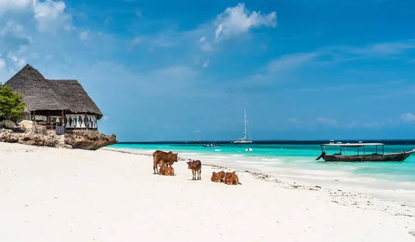 Malowniczy krajobraz z krowy i dom na plaży, Zanzibar — Zdjęcie stockowe