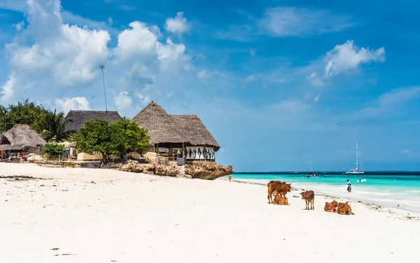 アフリカの牛と浜辺の小屋とカラフルな海の風景 — ストック写真