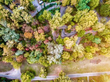 yolu ile sonbahar ağaçlar