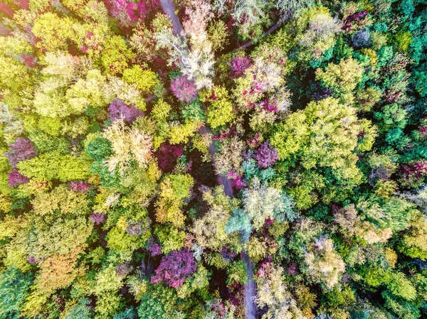 Colorido bosque otoñal —  Fotos de Stock