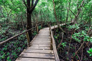 beautiful mangrove forest with wooden path inside in Zanzibar clipart