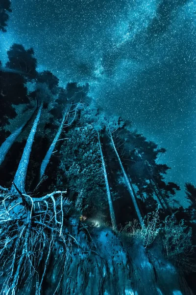 Paisaje de bosque nocturno con estrellas — Foto de Stock