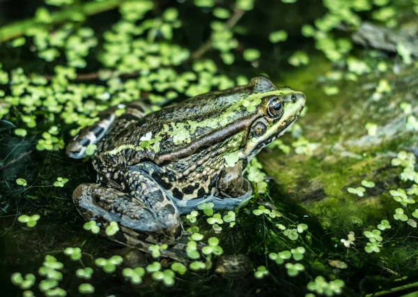 Frog on the drowned tree with moss — Stock Photo, Image