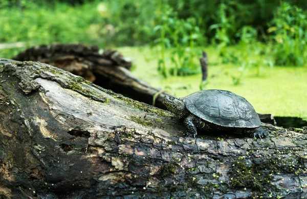 Moerasschildpad op de boomstam — Stockfoto