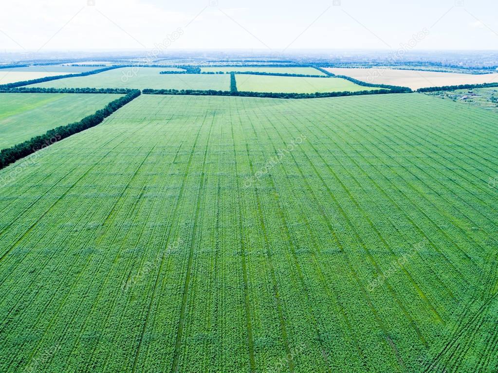 agriculture field from above