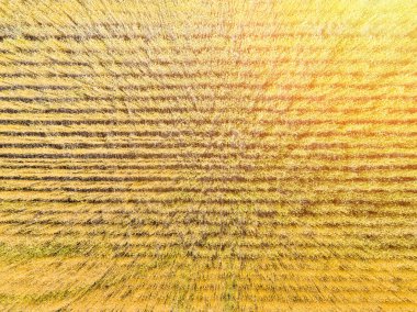 Buğday alan Üstten Görünüm