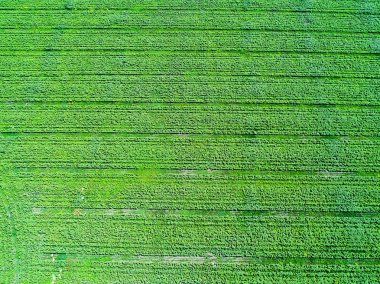 Yukarıdan tarımsal alan