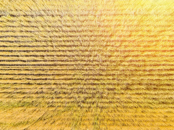 Wheat field top view — Stock Photo, Image
