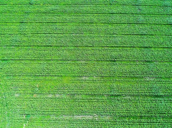 Agriculture field from above — Stock Photo, Image