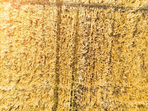 Wheat field from high — Stock Photo, Image