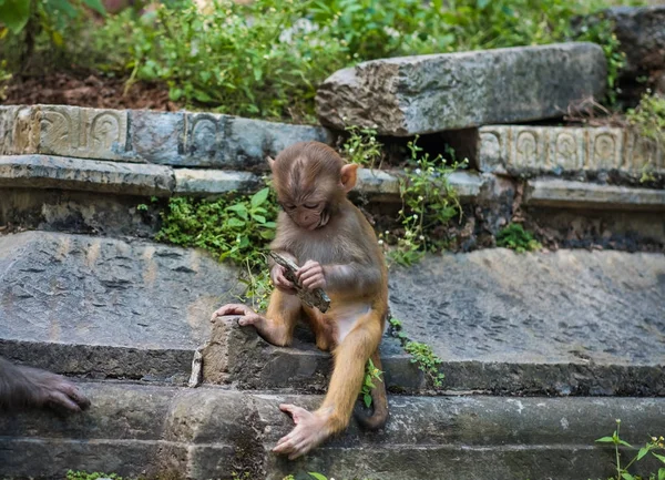 Apen in Pashupatinath tempel — Stockfoto