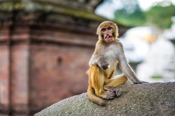 Apen in Pashupatinath tempel — Stockfoto