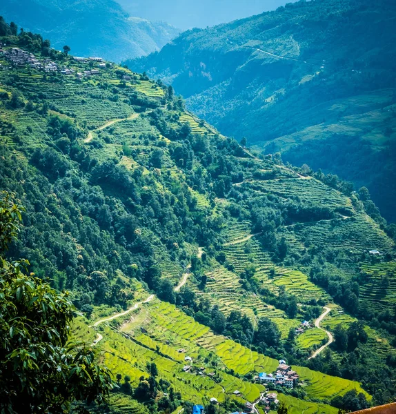 Campo de montaña verde de arroz en nepal —  Fotos de Stock