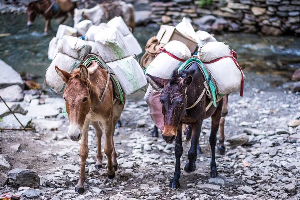 Burros na trilha em Himalaias nepaleses — Fotografia de Stock