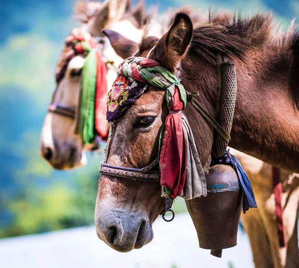 Atları Nepal — Stok fotoğraf