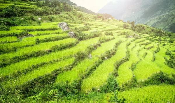 绿色的田野，水稻在尼泊尔 — 图库照片