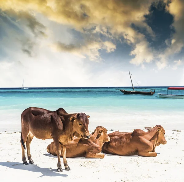 Tres vacas tomando el sol cerca de la orilla del océano — Foto de Stock