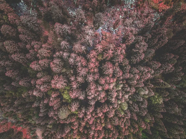 赤いトウヒ林の空撮 — ストック写真