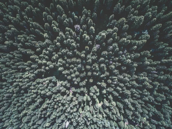 Vista aérea del bosque de abeto verde —  Fotos de Stock