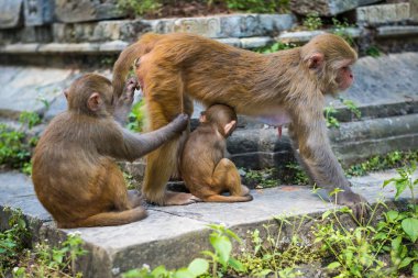 Maymunlar Pashupatinath Tapınağı