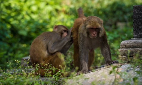 Scimmie nel tempio di Pashupatinath — Foto Stock