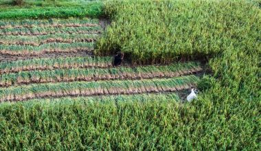 Nepal hasat pirinç millet, yukarıdan görüntülemek.