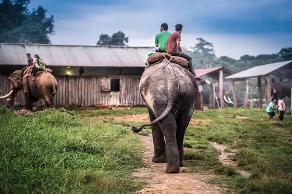 Gente nepalí montando en el elefante — Foto de Stock