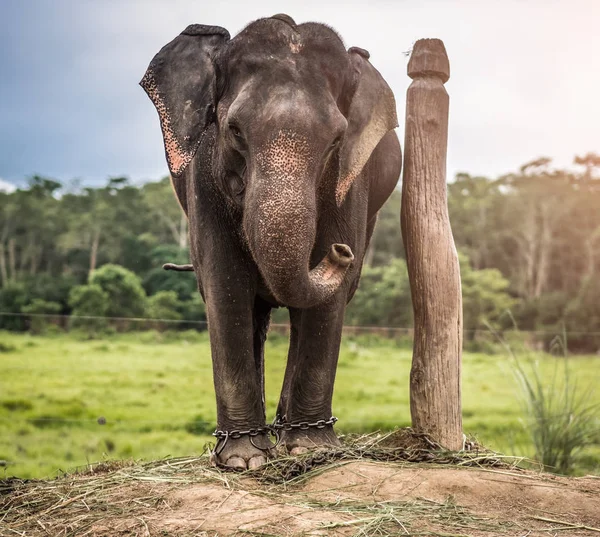 Elefant an hölzerne Säule gekettet, Nepal — Stockfoto