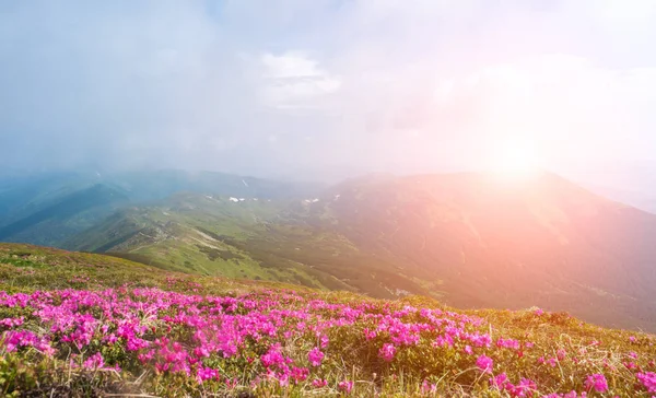 Flores florecientes en el prado y montañas en el fondo — Foto de Stock