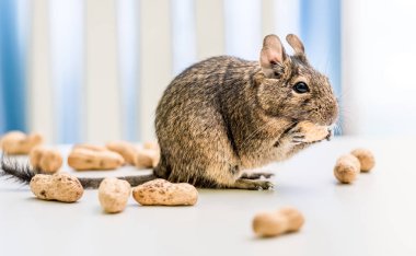 Degu sincabı fıstığı kemiriyor, yakın plan.