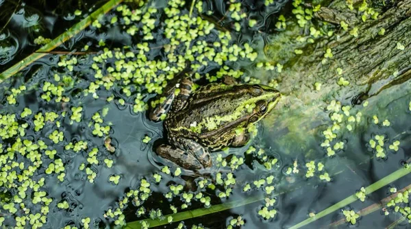 Frog on the drowned tree with moss — Stock Photo, Image