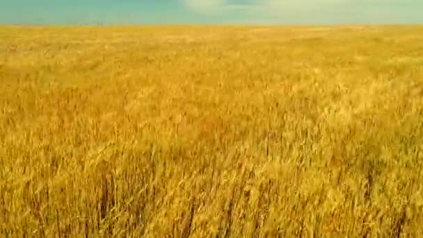 Field of ripe wheat — Stock Video