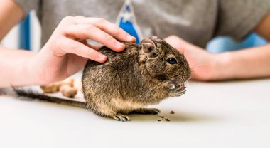 Degu Şili sincap fındık yemek