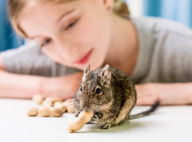 Genç kız, degu sincabına bak.