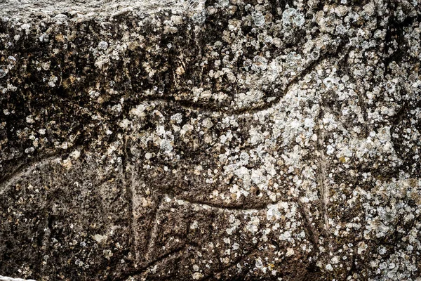 Rock carvings of cows and people in Gobustan — Stock Photo, Image