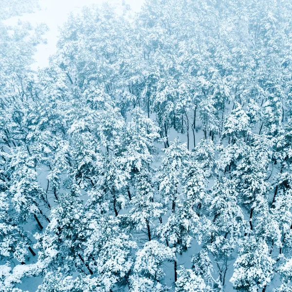 Dennenbos in de sneeuw — Stockfoto