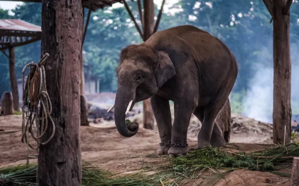 Slon na sloní farmu v národní park Chitwan, Nepál — Stock fotografie