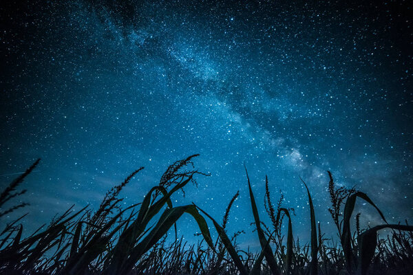 Stars above grean grass and meadow at night. Landscape with Milky Way