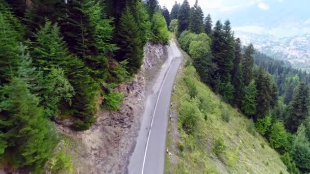 Drone 4k Shoting de la route parmi la forêt de pins — Video