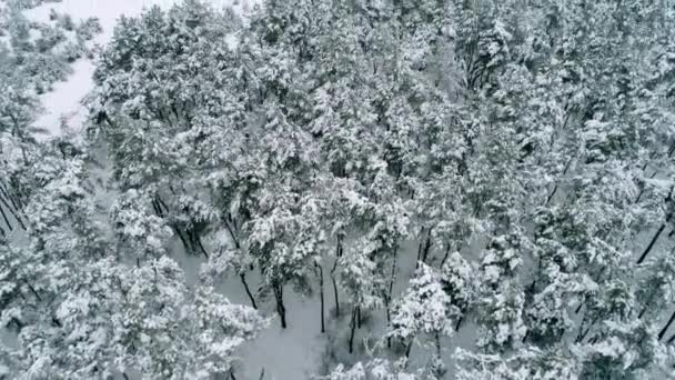 Вид з повітря на великий ліс і поле — стокове відео