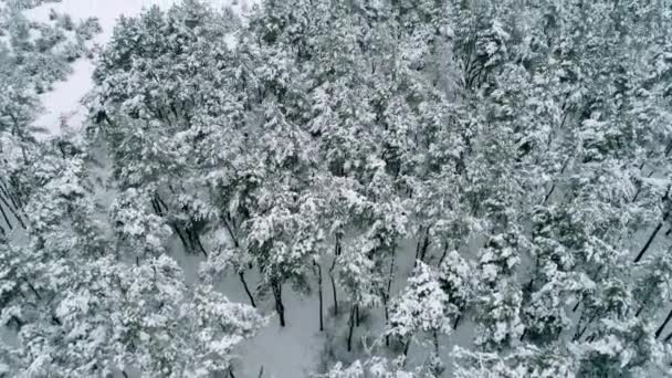 Vista aérea del gran bosque y campo — Vídeo de stock