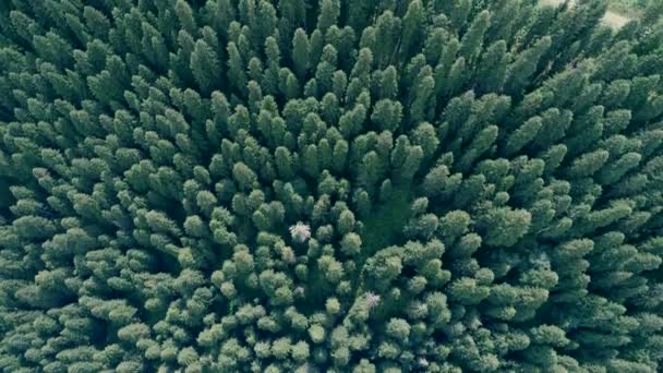 Rekaman udara hutan pinus — Stok Video
