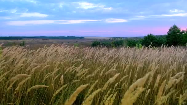 Tallos de hierba verde balanceándose en el viento — Vídeos de Stock